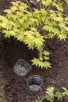 Bury cut plastic bottle when planting tree on slope to enable direct watering of roots