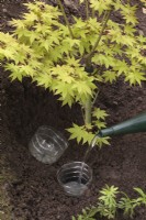 Bury cut plastic bottle when planting tree on slope to enable direct watering of roots