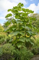 Paulownia kawakamii pollarded each year to create big leaves