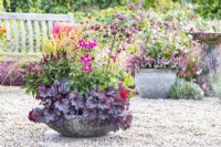 Shallow container planted with Heuchera 'Little Cutie Frost', Astrantia 'Sparkling Stars', Anemone 'Fantasy Red Riding Hood', Hebe 'Donna Eva' and Panicum virgatum 'Hanse Herms'