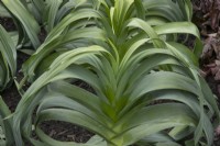 Allium porrum pot - Leek Cumbrian