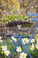 Bark container with spring flowers including Erica, Leucojum aestivum, Helleborus viridis and Salix.