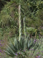 Agave montana pushing up flower heads before the plant dies