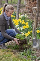 Woman replanting a division of Geranium 'Rozanne' in spring.
