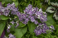 Streptocarpus 'Polka Dot Purple'