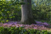 Cyclamen hederifolium flowering around the base of an Oak Tree in Autumn - September
