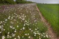 Leucanthemum vulgare - Oxeye daisies - and Silene dioica - Red Campion.
on arable field margin sown to encourage wildlife