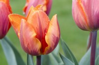 Tulipa 'Princess Irene' 