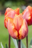 Tulipa 'Princess Irene' 