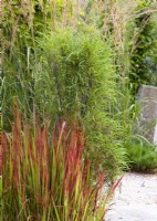 Planting with Imperata cylindrica Red Baron, summer August