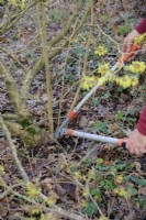 Removing suckers from the roostock of a grafted plant of Hamamelis mollis