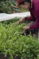 Gardener removing fleece from winter salads and harvesting Mesclun salad mix