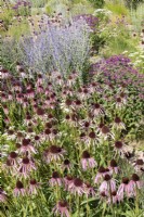 Perennial border in pink and blue color tones, summer July