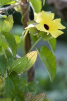 Thunbergia alata 'Lemon Star' flower bud - Black-eyed Susan