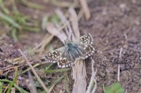 Grizzled Skipper - Pyrgus malvae butterfly basking in the sun on twig