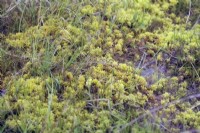 Sphagnum moss or bog moss is a mix of many species including Sphagnum fimbriatum shown on wet moorland, Devon UK