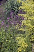 Sambucus racemosa 'Sutherland Gold' with red campion - Silene dioica