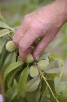 Thinning the developing fruits on a peach tree - Prunus persica