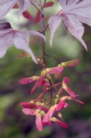 Acer palmatum 'Bloodgood' developing seedheads