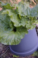 Rhubarb forced in a cut off plastic barrel - Rheum x hybridum 'Timperley Early'