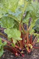 Rhubarb forced in a cut off plastic barrel - Rheum x hybridum 'Timperley Early' - barrel removed to show long stems