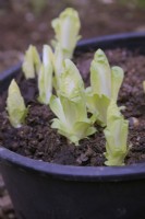 Chicory - Cichorium intybus 'Totem' forced for salad crop by excluding the light and ready to harvest