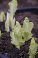 Chicory - Cichorium intybus 'Totem' forced for salad crop by excluding the light and ready to harvest