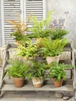 Individual potted ferns in clay pots displayed on tiered staging, autumn September
