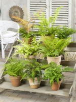 Individual potted ferns in clay pots displayed on tiered staging, autumn September