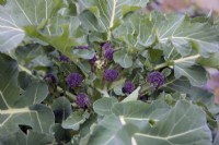 Brassica oleracea Italica Group 'Rudolph' - purple sprouting broccoli