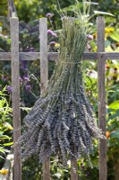 Hanging out Lavandula angustifolia to dry.