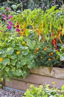 Companion planting with nasturtium, cosmea,  French marigold and sweet pepper.,
