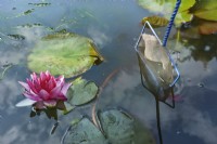 Skimming and cleaning the surface of a lily pond with a fish net