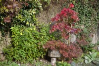 Acer palmatum with wooden toodstool