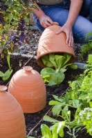 Blanching endive using terracotta cloches.