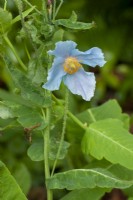 Meconopsis betonicifolia - Himalayan Blue Poppy
