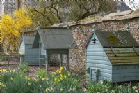 Chicken houses in a walled garden with Narcissus and Forsythia in the background