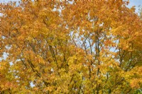 Acer saccharum subsp. nigrum - Black Maple tree leaves in autumn