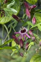 Passiflora x violacea - Violet passion flower