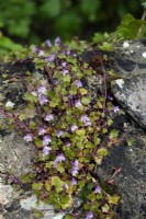 Ivy-leaved toadflax - Cymbalaria muralis growing in a stone wall