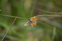 Small Skipper butterfly - Thymelicus sylvestris on Rackenford Moor, Devon, UK