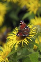 Inula hookeri with Aglais io - Peacock butterfly