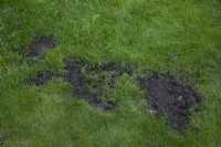 Lawn reseeding in patches