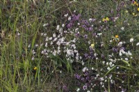 Asperula cynanchica - Squinancywort growing with Thymus praecox - Thyme on calcareous downland