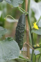 Cucumis sativus 'Spacemaster 80' cucumber supported by bamboo cane