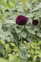 Papaver somniferum 'Dark Plum' - Opium poppy 'Dark Plum'