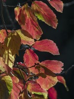 Parrotia persica - Persian Ironwood - leaf detail