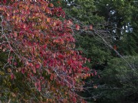 Parrotia persica - Persian Ironwood October