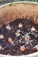 Lasagna bulb layer of Narcissus bulbs in a terracotta container before next layer