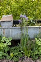 Galvanised water trough on bricks with Camassia - Affordable Gardens, Task Garden, RHS Malvern Spring Festival 2022